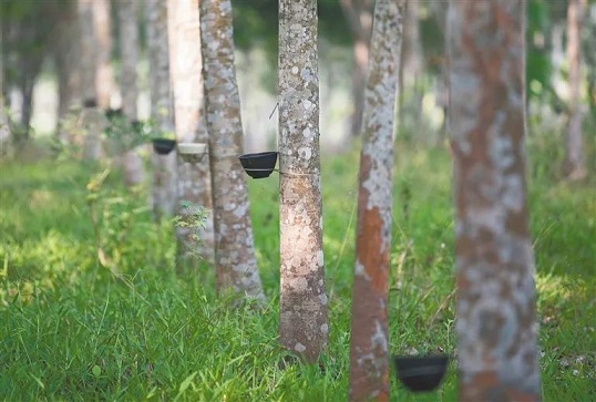 ����yl23455����