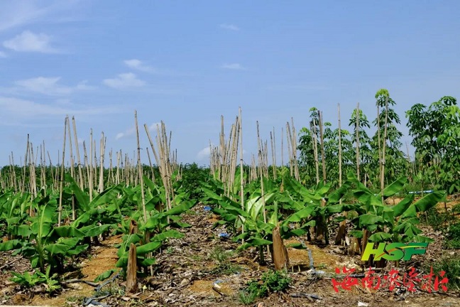 ����yl23455����