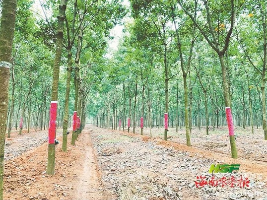 ����yl23455����