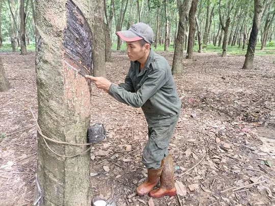 ����yl23455����