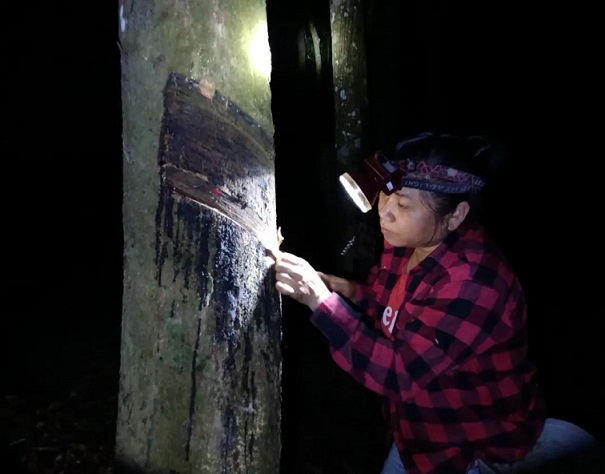 ����yl23455����