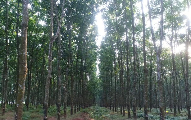 ����yl23455����