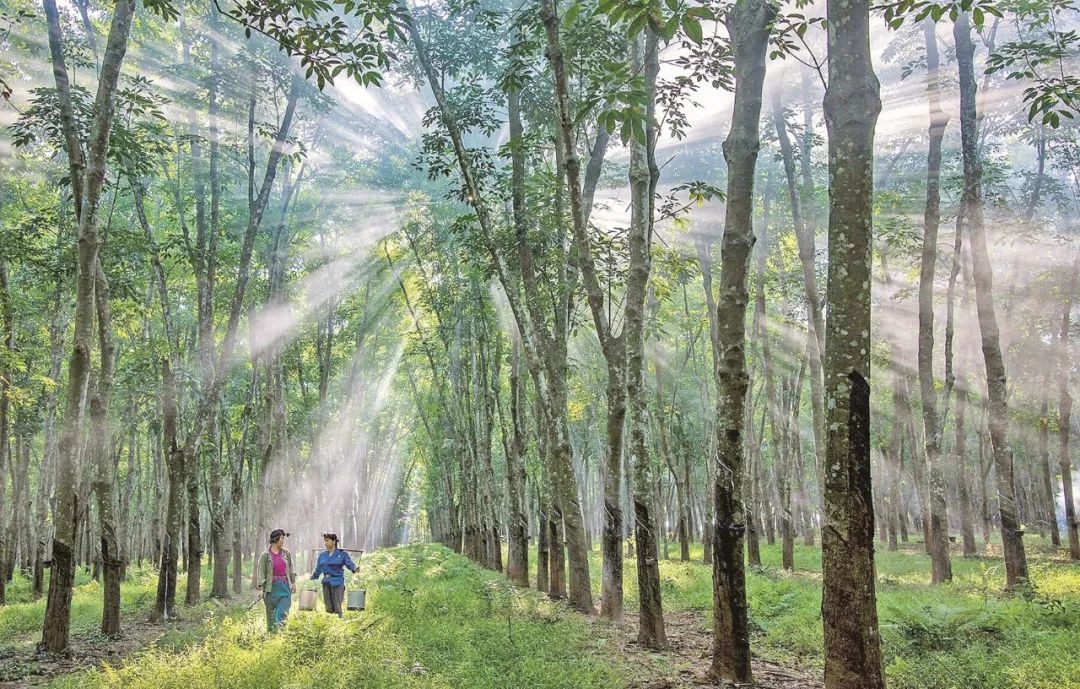 ����yl23455����