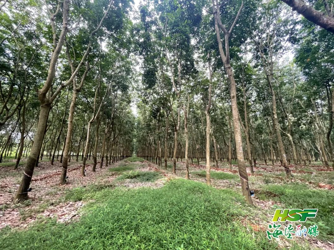 ����yl23455����