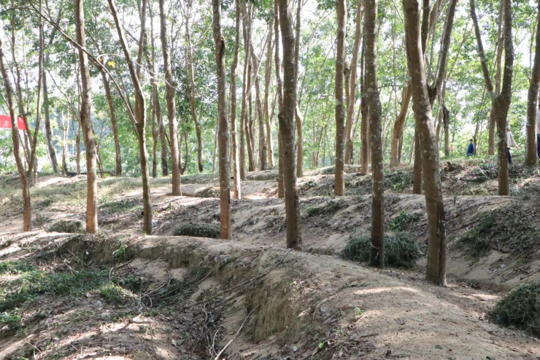 ����yl23455����