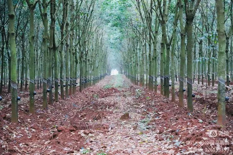 ����yl23455����