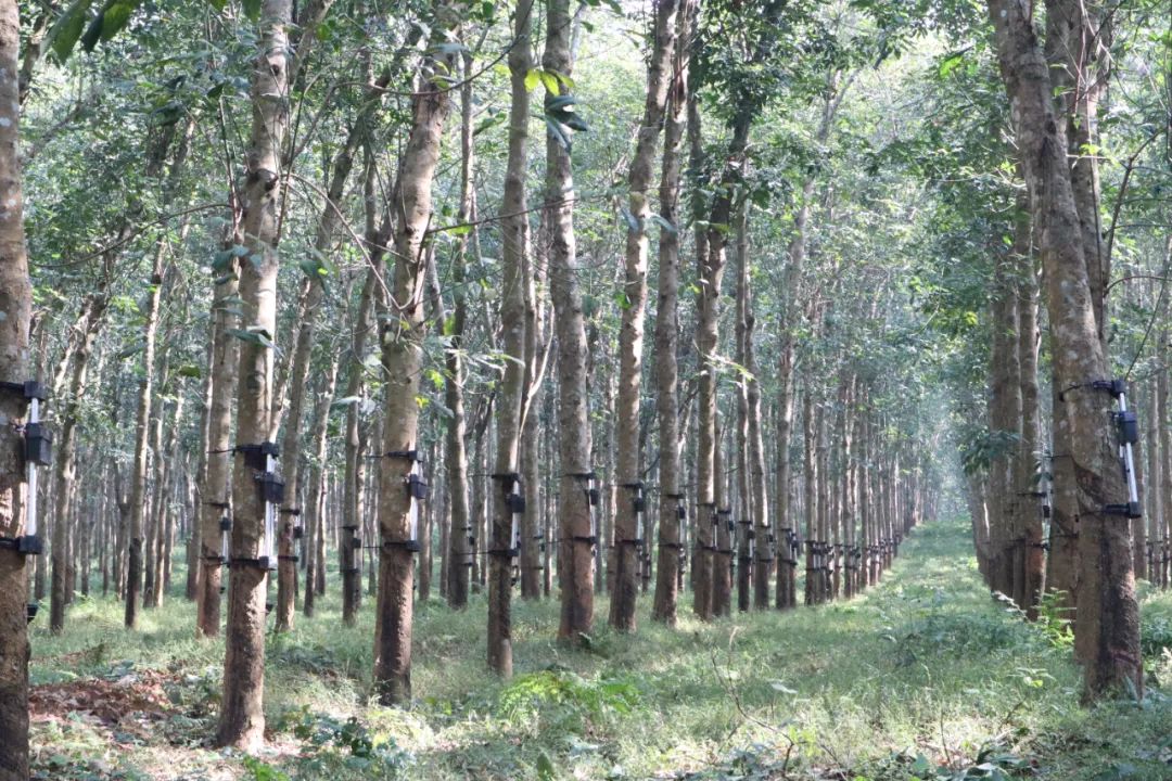 ����yl23455����